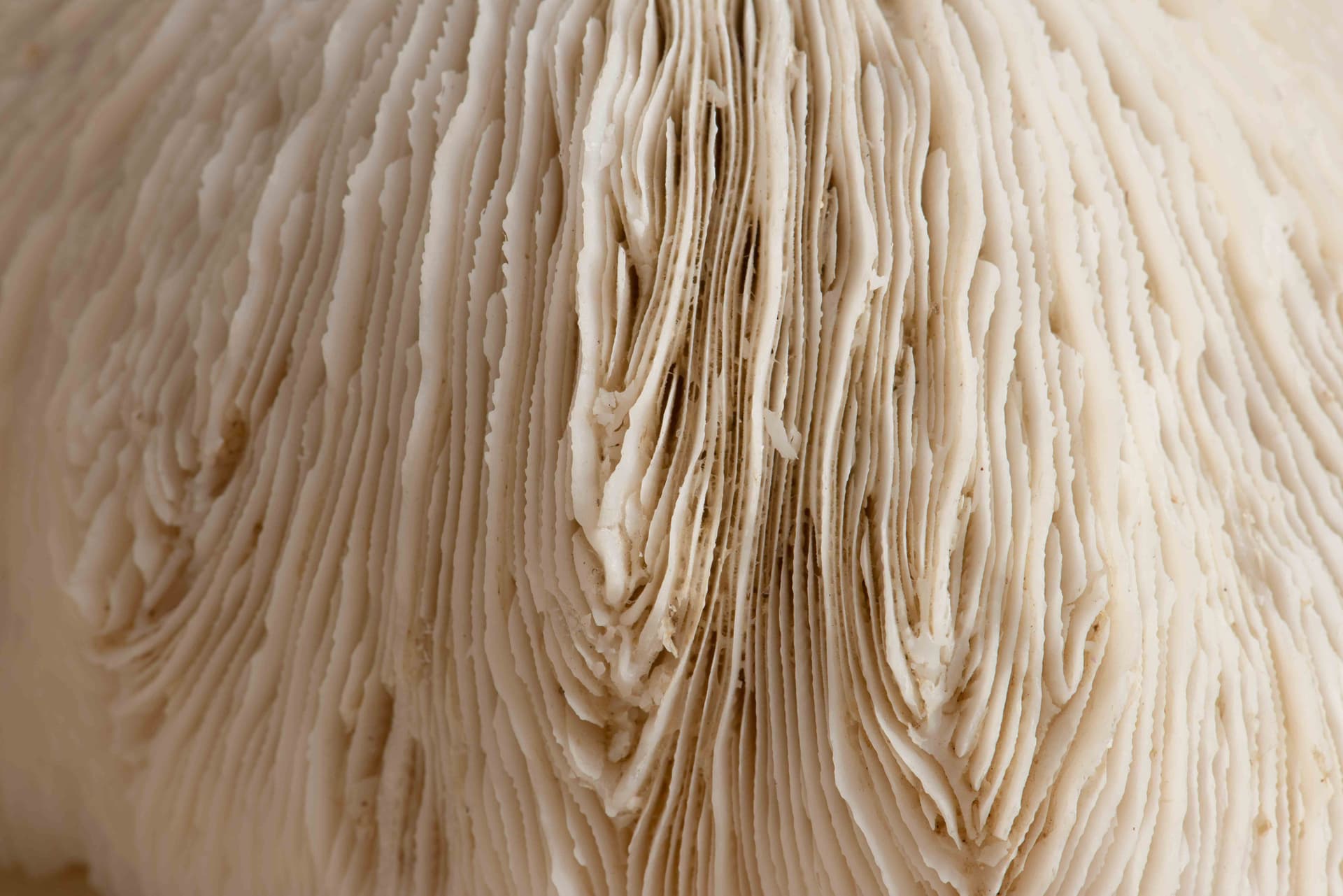 Siwa Bioactives — applied biotechnology unit